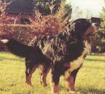 Bernsen's Eldur
