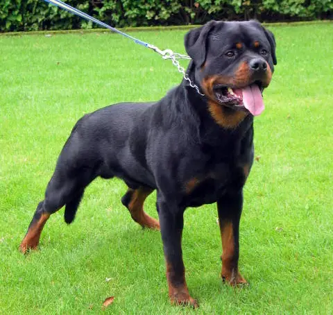 ITALIAN CH CACIB '07 Vico vom Kressbach