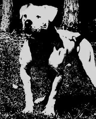 Rockledge's Apache Warrior