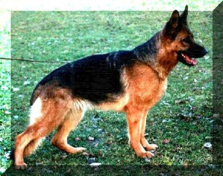 SG Sari vom Gretchenbrunnen