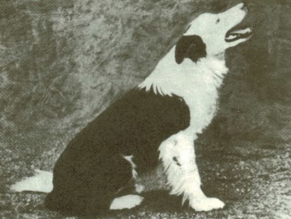 Cap ISDS 3036 (J M Wilson)