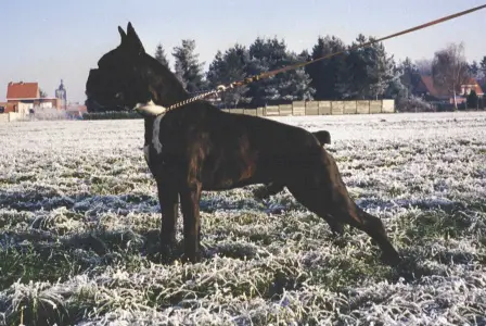 CH Patjero van de Hazenberg