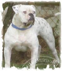 NKCTT1, NKCTT2 Ruff Diamond's Outlaw Willie