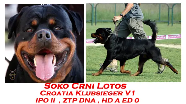 Soko Crni Lotos