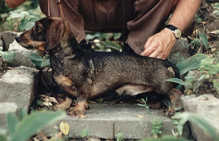 ZWKL-90 INT PL CZ CH Hasso vom Aschenbach