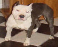 CH Razors Edge Jazzy Jewels