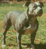 Razors Edge Kims Blue Dakota