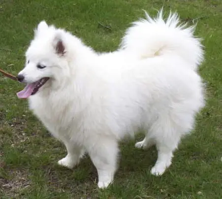 CH 'PR' Sno-Pals Cotten Eyed Magpie