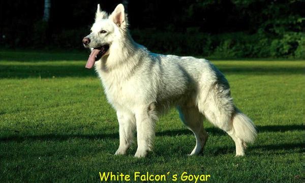 White Falcon's Goyar
