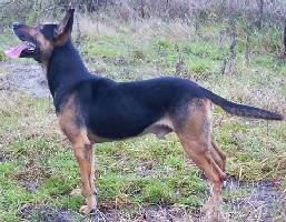 Max (Dhr. R. Weber, Deventer)