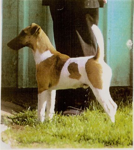 CH. Saphir du Moulin des Aubrans