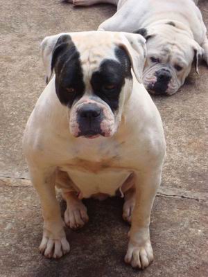 Bulky Bulls Roxxy Of Blue River