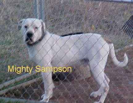 Mighty Sampson