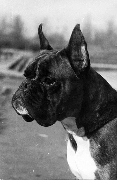 RUS CH Ksiaze Pepi Nostrum (KSIĄŻĘ)