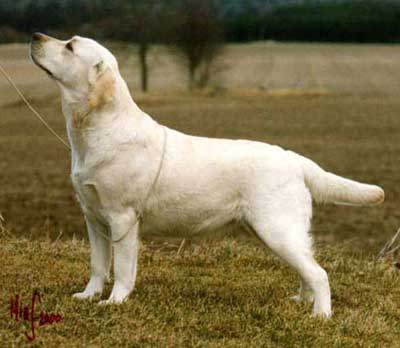 Attikonak Don't Mess With Dynamite