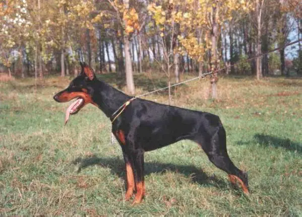 Gravin Erna V Neerlands Stam