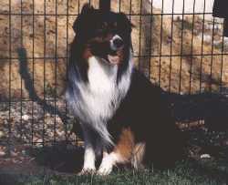 Dom Perignon Krossfire's