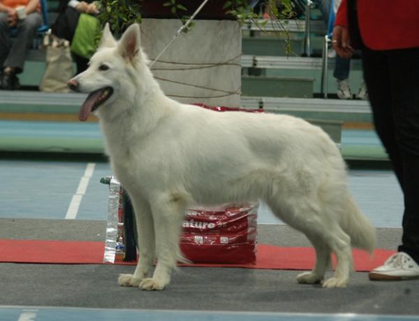 CH (FIN) Svarzekoks Buick Electra