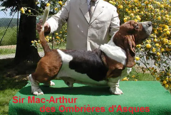 Sir-MacArthur des ombrières d'Asques