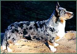 CH AM Coedwigs Lilac