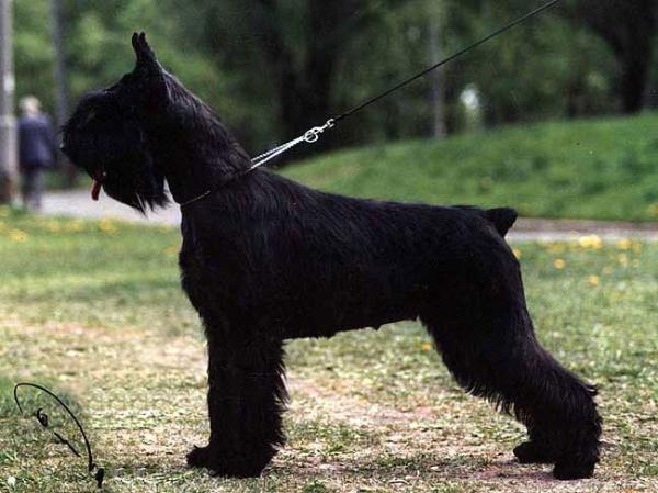 JWW,INTCH Gently Born Charming Chime