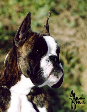 Selvaggia del Colle dell'Infinito