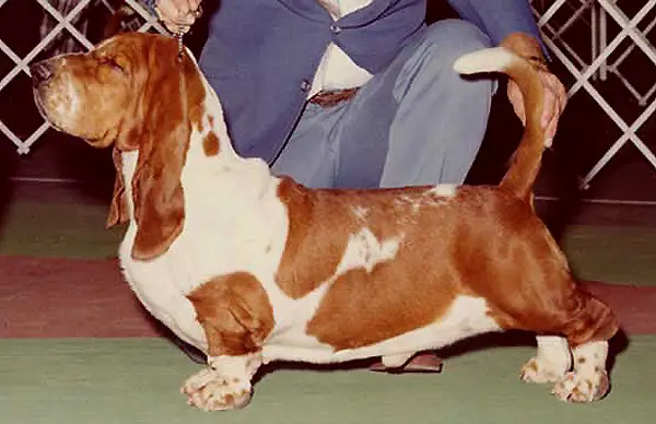 CH (US) Glenhi's Windsor Canadian