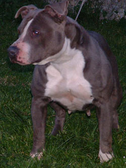 Divina Blue