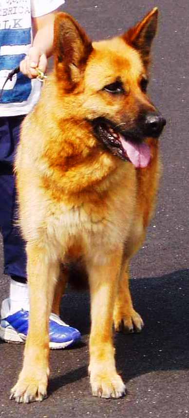 Yeska vom Haus Schwerzel