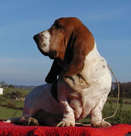 Mic Mac du haras de la vergne