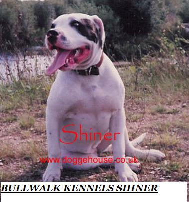 Bullwalk Kennel's Shiner