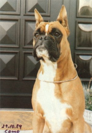 Bonny von der Ziegenbuche