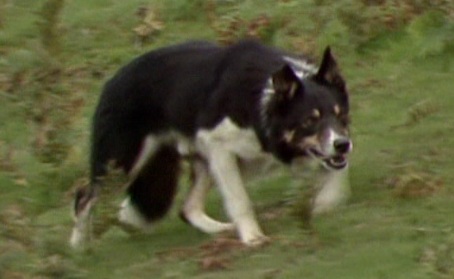 Eng Shep Ch -82/-84 Don ISDS 108889
