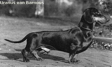 INT, GER, NED CH WJW Uranus Von Barnousch