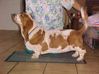 Advance van Hollandheim