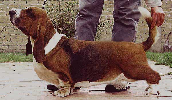 Go Bananas Della Luna Caprese