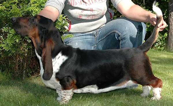 Causin A Commotion Della Luna Caprese