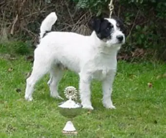 King Bassie's Hurricane Bandit