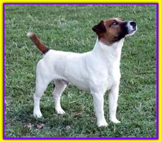 CH REPRODUCTOR Tiroan/JR Friar Tuck