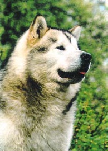 CH BIS INTERCH Rexcvalley of Keema's Wolf Pak