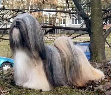 Chic Choix Shameless