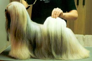 Ta Sen Victory Chic Choix Shoe