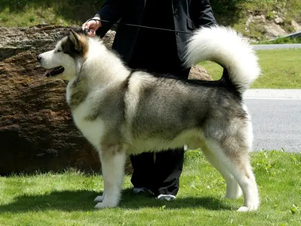 BIS,BISS,MULTI CH Blue Wolf of Snow-Storm