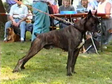 GER CH Gito du Clos de Maix