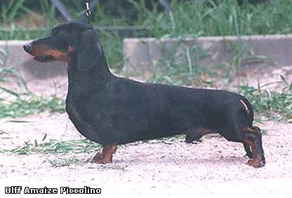 CH INT,RUS,GRAND,RKF Olff Amaize Piccolino