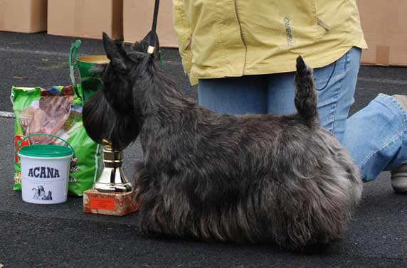 PL/ROM/UKU/BLS LADY AFFAIR Quadrupedium