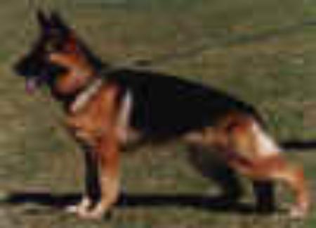 Wella vom Holtkämper See