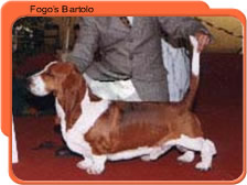 Fogo's bartolo