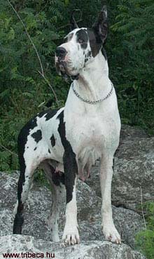 CH.REPR. Tribeca Graffiti