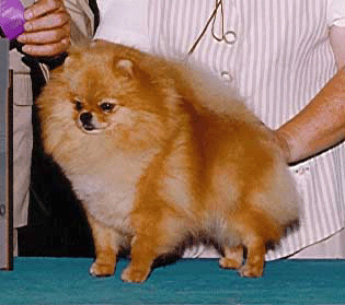 CH. Finch's Exquisitely Obvious